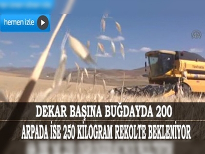 Bayburt'ta tahıl hasadı başladı