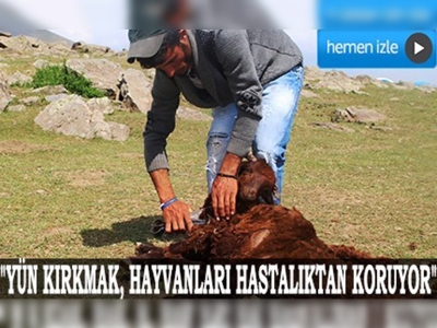 Koyunları imece usulüyle kırkıyorlar 