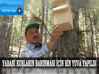 Böcekçil yabani kuşlar 