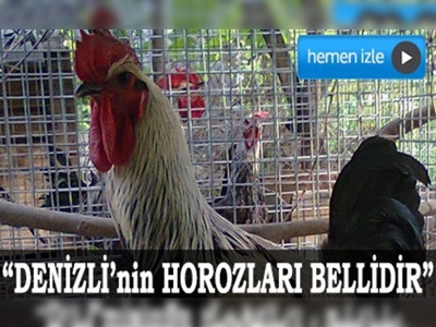 700 liraya damızlık horoz