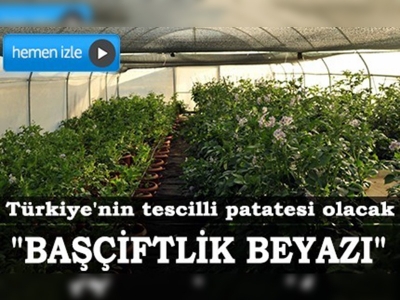 Türkiye'nin tescilli patatesini üretmek için çalışıyor