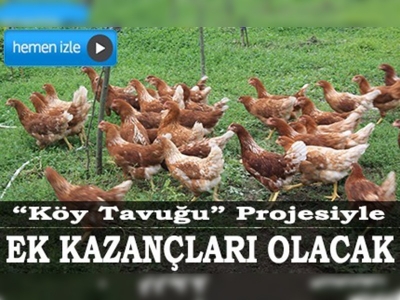 Zirai donun zararını köy tavuğu üreterek azaltacaklar