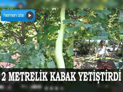 Denizlili üretici bahçesinde 2 metrelik kabak yetiştirdi 	