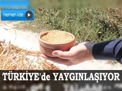 Bulgur ve pirinç gibi ürünlere rakip çıktı