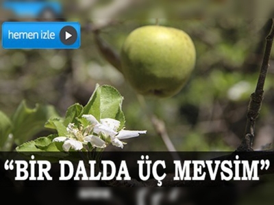 Bir dalda üç mevsim