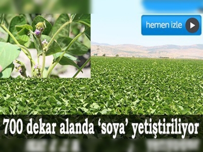 Kahramanmaraşta soya ekimi yaygınlaşıyor