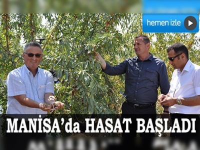 Badem diyarı Manisada hasat başladı