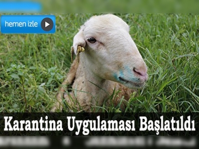 Mavi dil hastalığı karantinası 