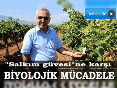 Üzüm bağlarında biyolojik mücadele 