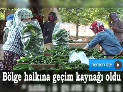 Turşuluk salatalıklar bölge halkına geçim kaynağı oldu	