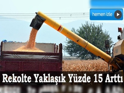 Çukurovalı çiftçinin yüzü mısırla güldü