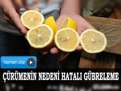 Nevşehirde depolardaki limonlar çürüdü