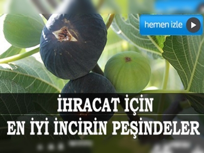 İhracat için en iyi incirin peşindeler