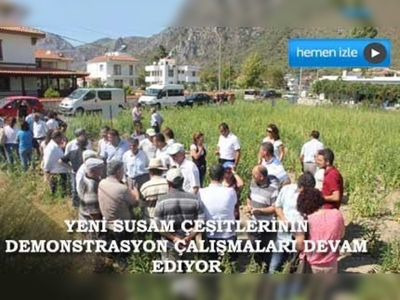 Milas ta susam çeşitleri tanıtıldı