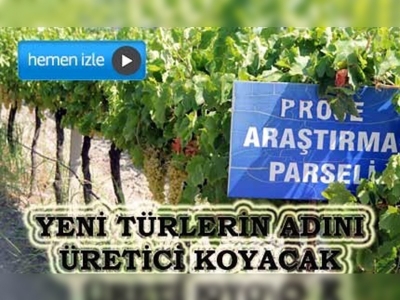 Erkenci üzüm daha 'erken' yetişecek