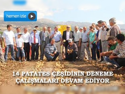 Muğlada patates üretimi arttı