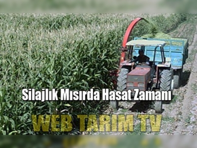 Silajlık mısırda hasat zamanı