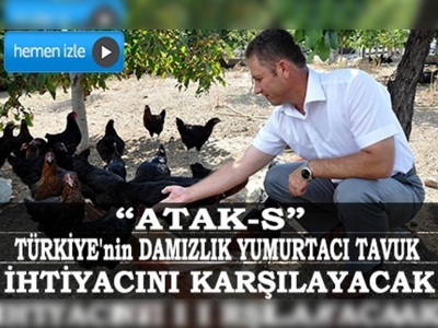 Yerli tavuk üretimi dışa bağımlılığı azaltacak