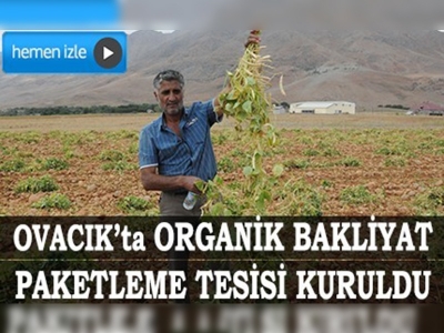 Tuncelide  organik kuru fasulye hasadı