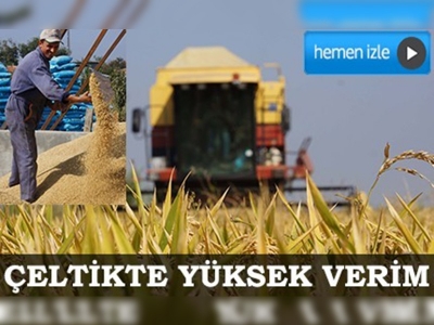 Çeltikte yüksek verim üreticiyi sevindirdi 