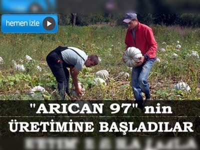 Organik kabağı Türkiye'ye tattıracaklar