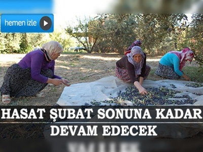 Mersin'de ilk zeytin hasadı yapıldı