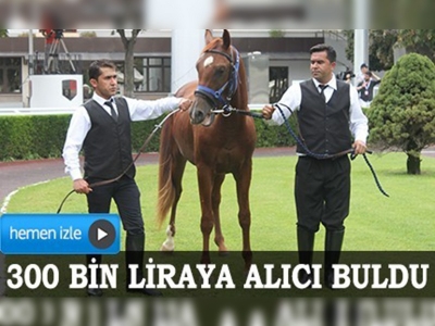 TİGEMin taylarına büyük rağbet