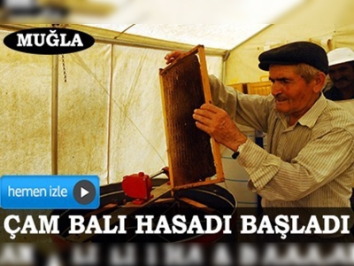 Çam balı hasadı başladı