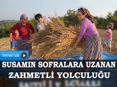 Çukurovada susam hasadı başladı