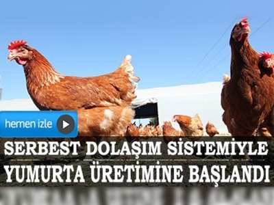 Osmaniyenin ilk serbest tavukları