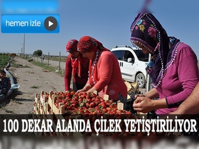 Niğde çilekte söz sahibi olmak istiyor