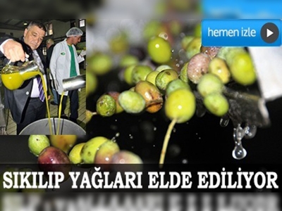 Erken hasat altın sıvı şişelere dolmaya başladı