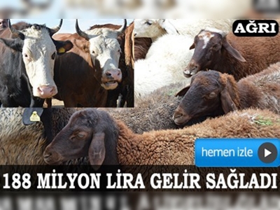 Ağrı'dan Batı'ya 153 bin kurbanlık gönderildi