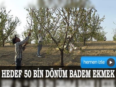 Adıyaman, adından bademle söz ettirmek istiyor