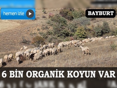 Türkiyenin organik koyun varlığının yüzde 20si Bayburtta