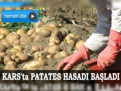 Kars'ta patates hasadı başladı