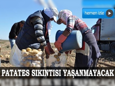 Kuraklık patates üreticisini etkilemedi