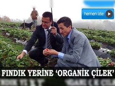 1050 rakımda organik çilek