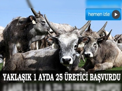 10 Bin Besilik Sığır İçin İthalat Başvurusu Yapıldı