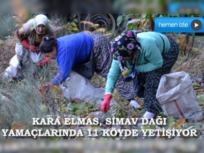 Simavda kestane hasadı başladı