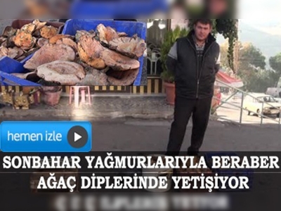 Epçin mantarı Demircili çiftçilerin geçim kaynağı oldu