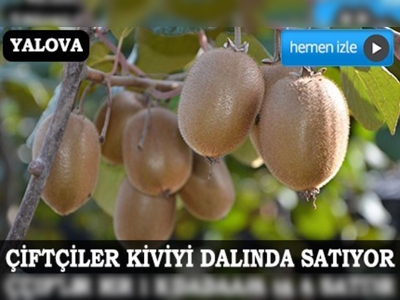 Kivi dalında satıldı 