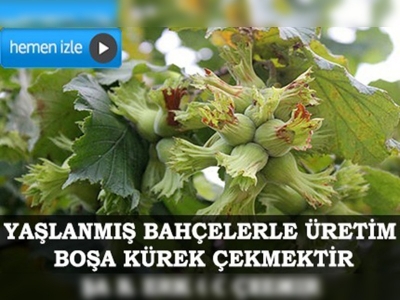 Fındık bahçelerini dona karşı 