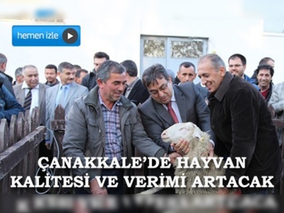 Çanakkale'de Tahirova ırkı koç dağıtıldı