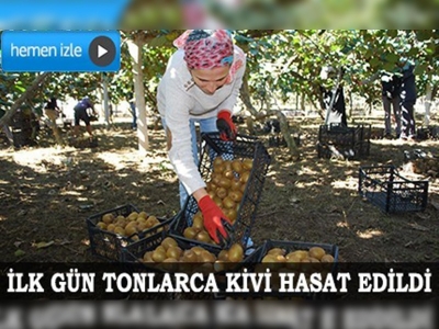 Kivi hasadına başlandı 