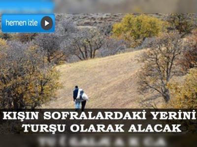 Yaban armutları turşu için toplandı