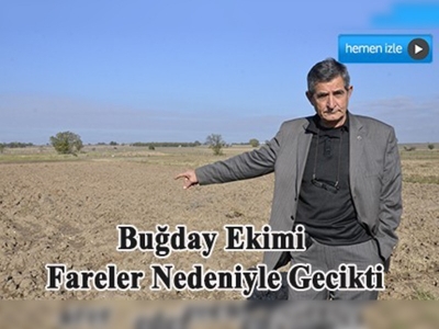 Buğday Ekimi Fareler Nedeniyle Gecikti