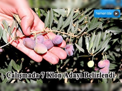 ''Sarı ulak'' zeytin çeşidine koruma