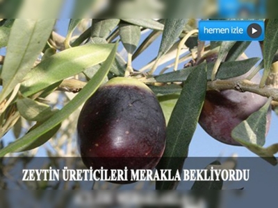 Kapıdağ'da zeytin tavan fiyatları belli oldu