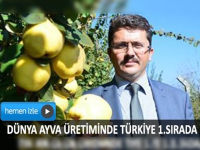 Denizli'de yılda 10 bin ton ayva üretiliyor